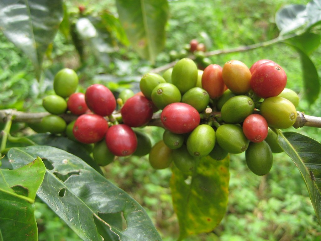 Cerezas de café maduras en la mata