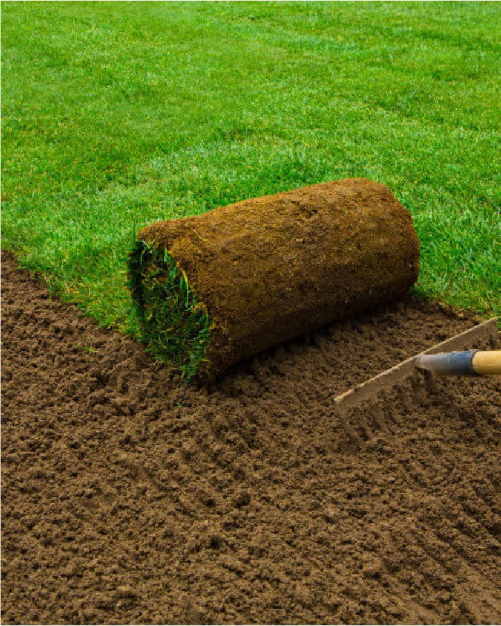 Roll of premium sod