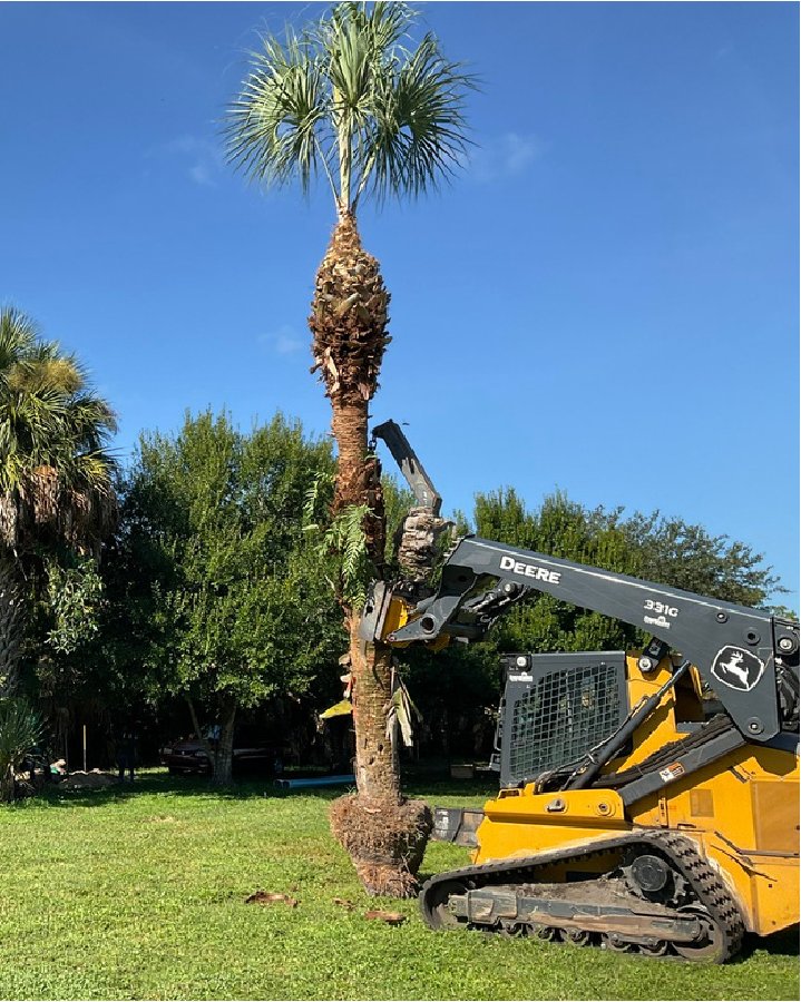 Palm relocation in Wellington