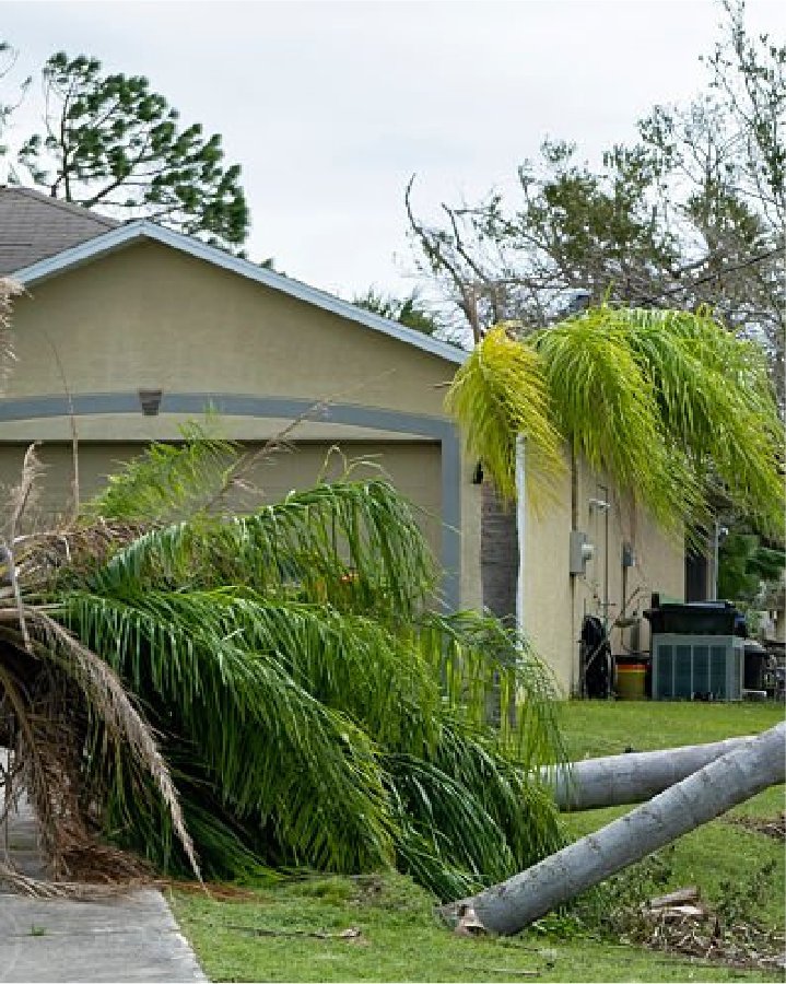 Fallen palms after a storm in West Palm Beach