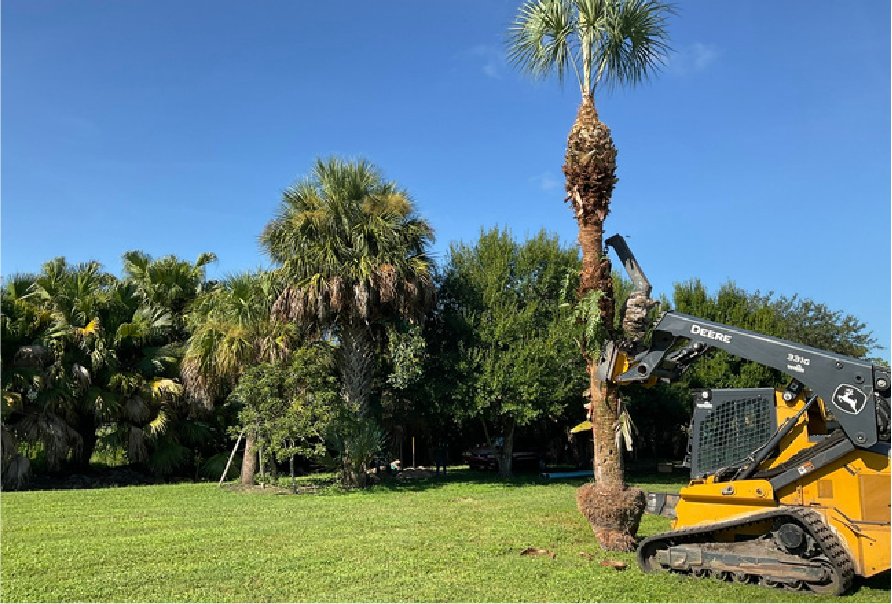 Palm being transplanted with a skid steer