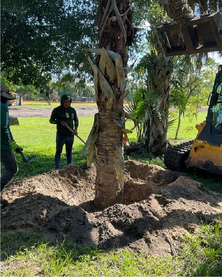 Crew digging a palm root ball