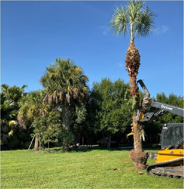 Palm being moved on a lawn